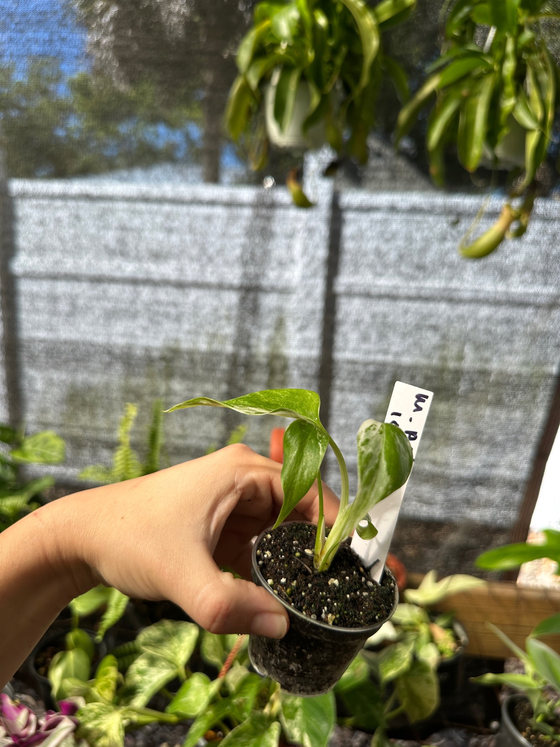 Monstera Albo