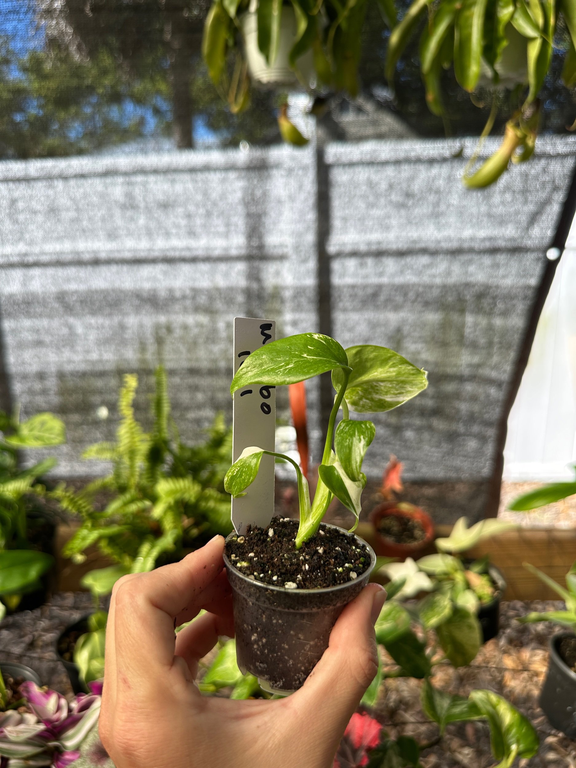 Monstera Albo