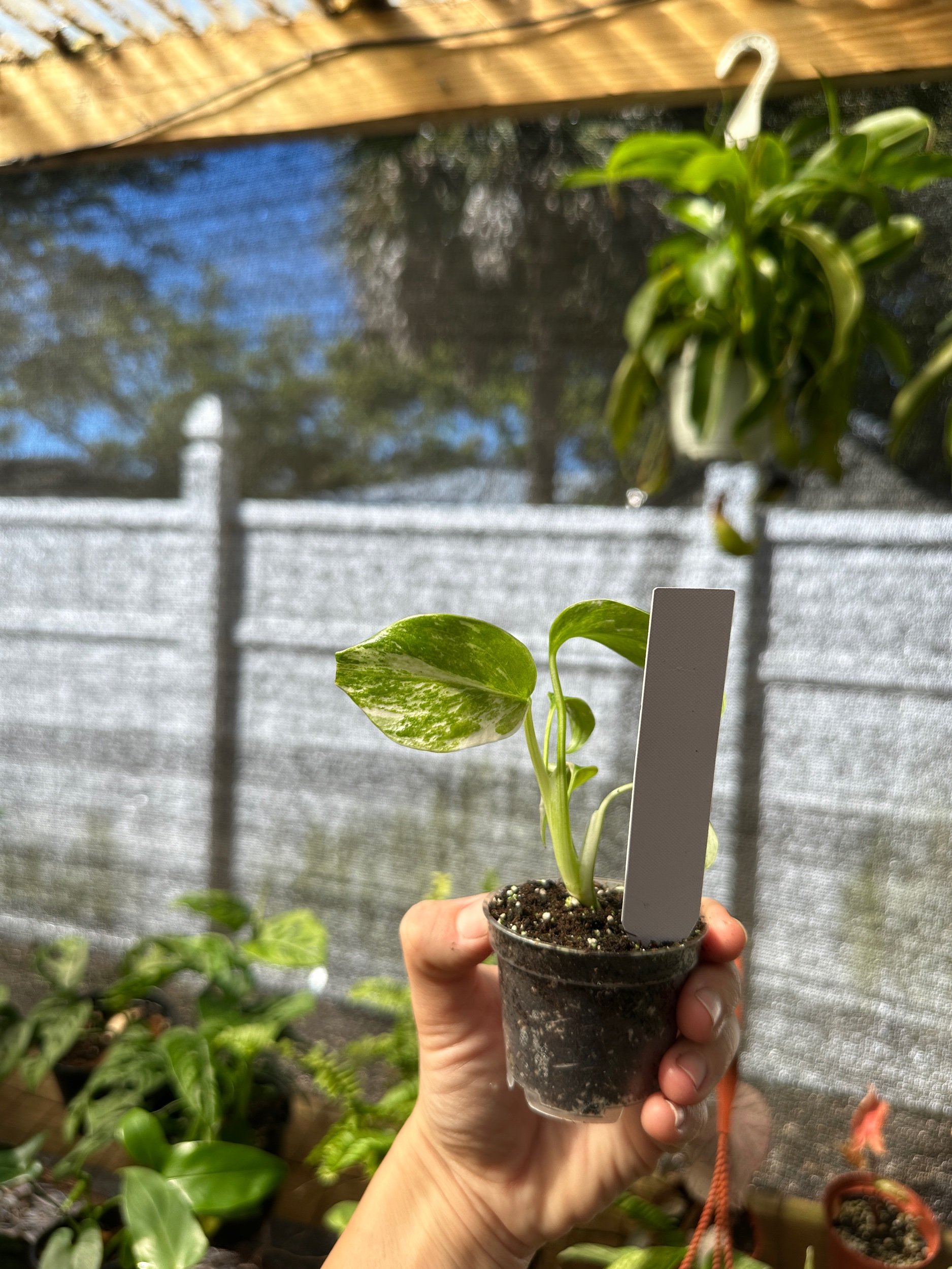 Monstera Albo