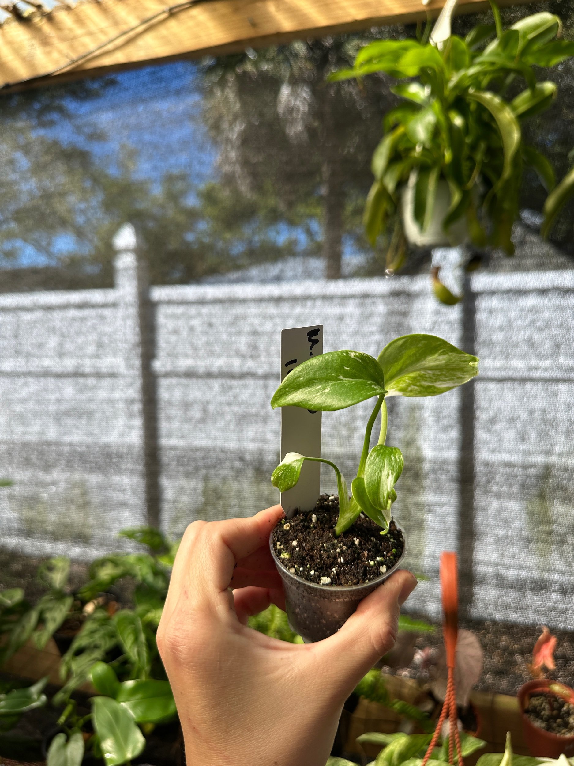 Monstera Albo