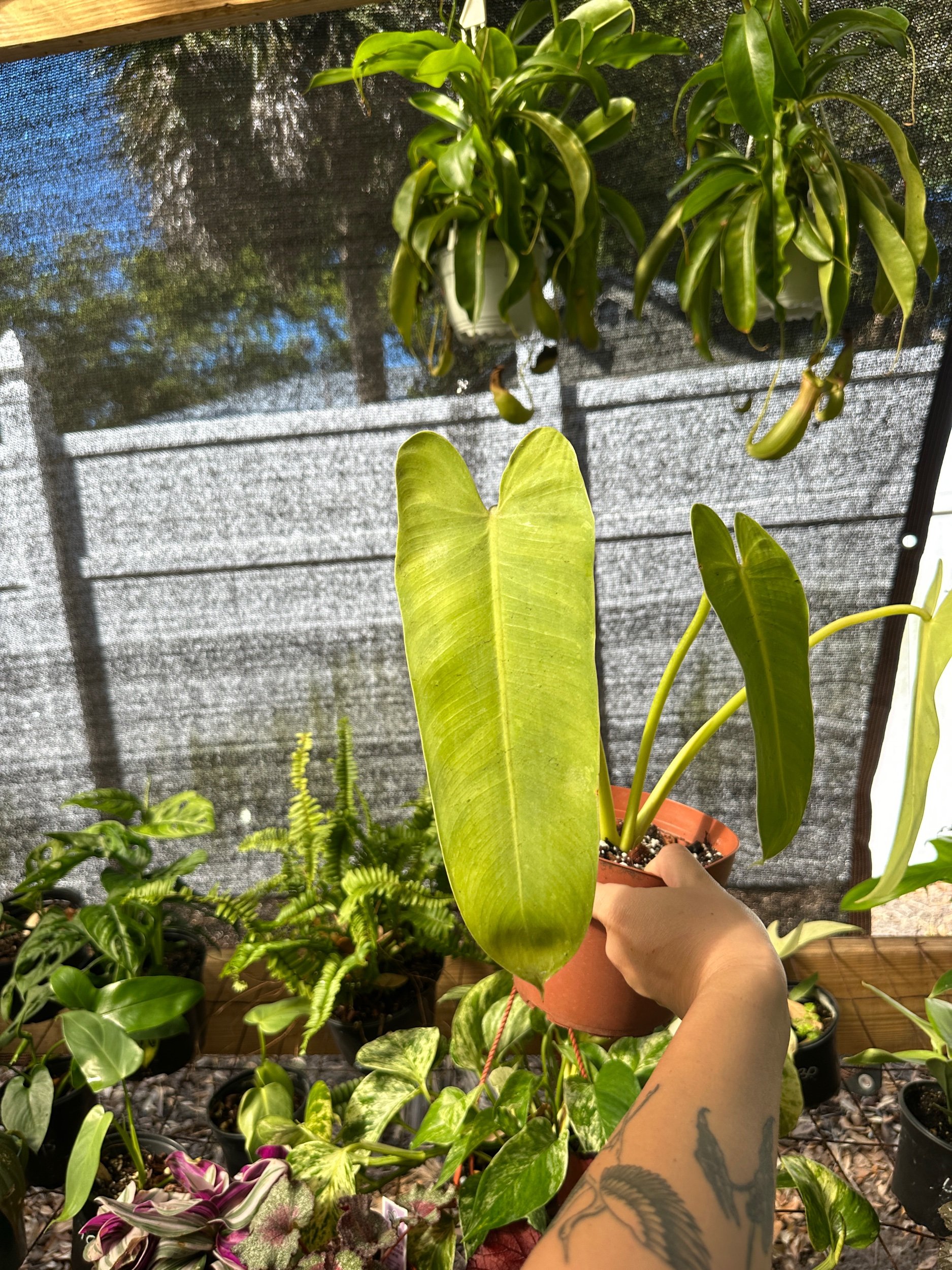 Philodendron Jose Buono