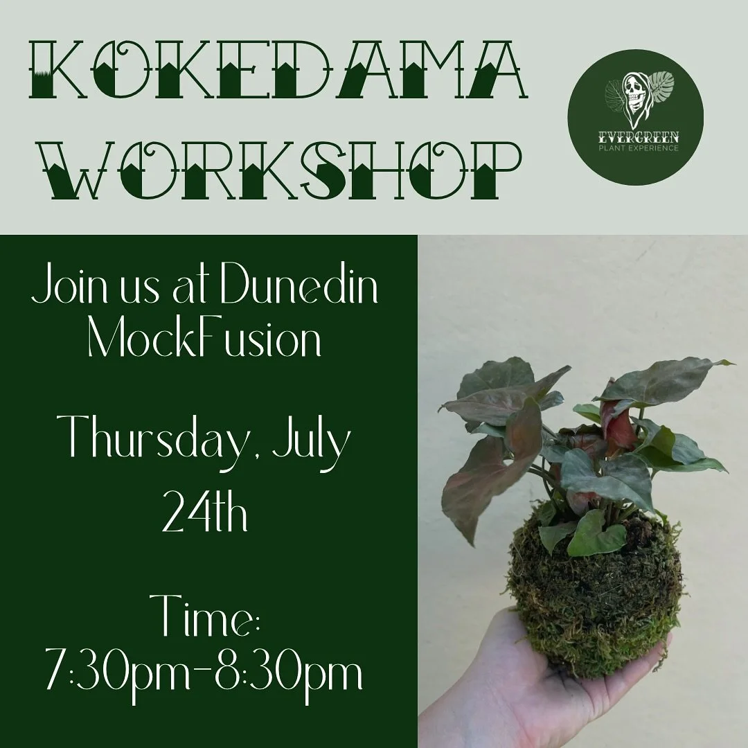 Our next workshop: Kokedama at @mockfusiondunedin 🪴

Kokedama is a a form of planting, originating In Japan, and very popular in Japanese gardens. It uses soil and moss to wrap the roots, creating a moss ball. It&rsquo;s a fun twist to the standard 