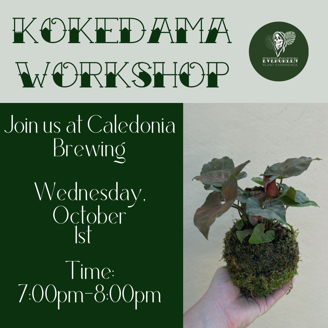 Kokedama Moss Ball Workshop at Caledonia Brewing