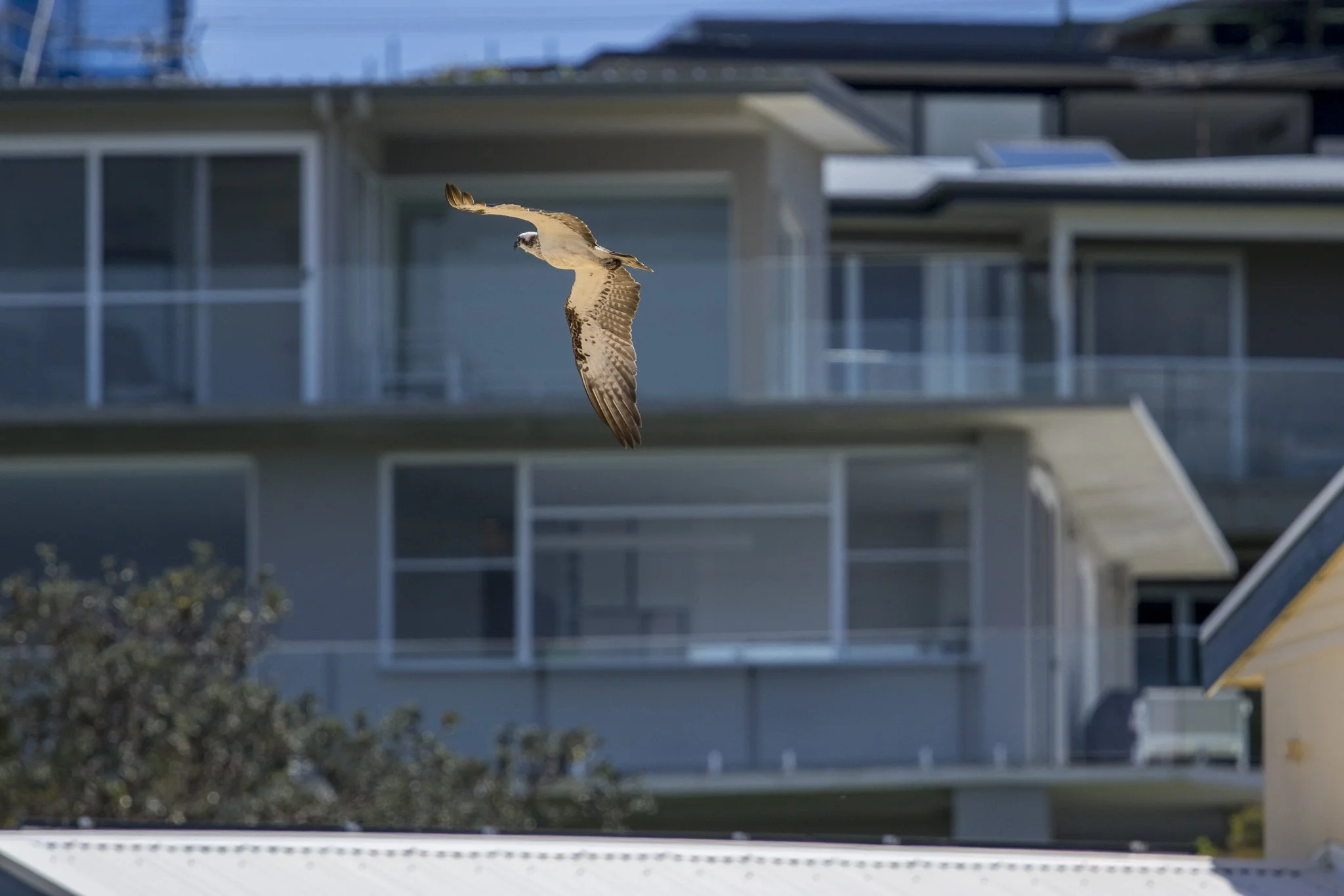 An osprey flying in front of a modern apartment building with large glass windows and balconies.