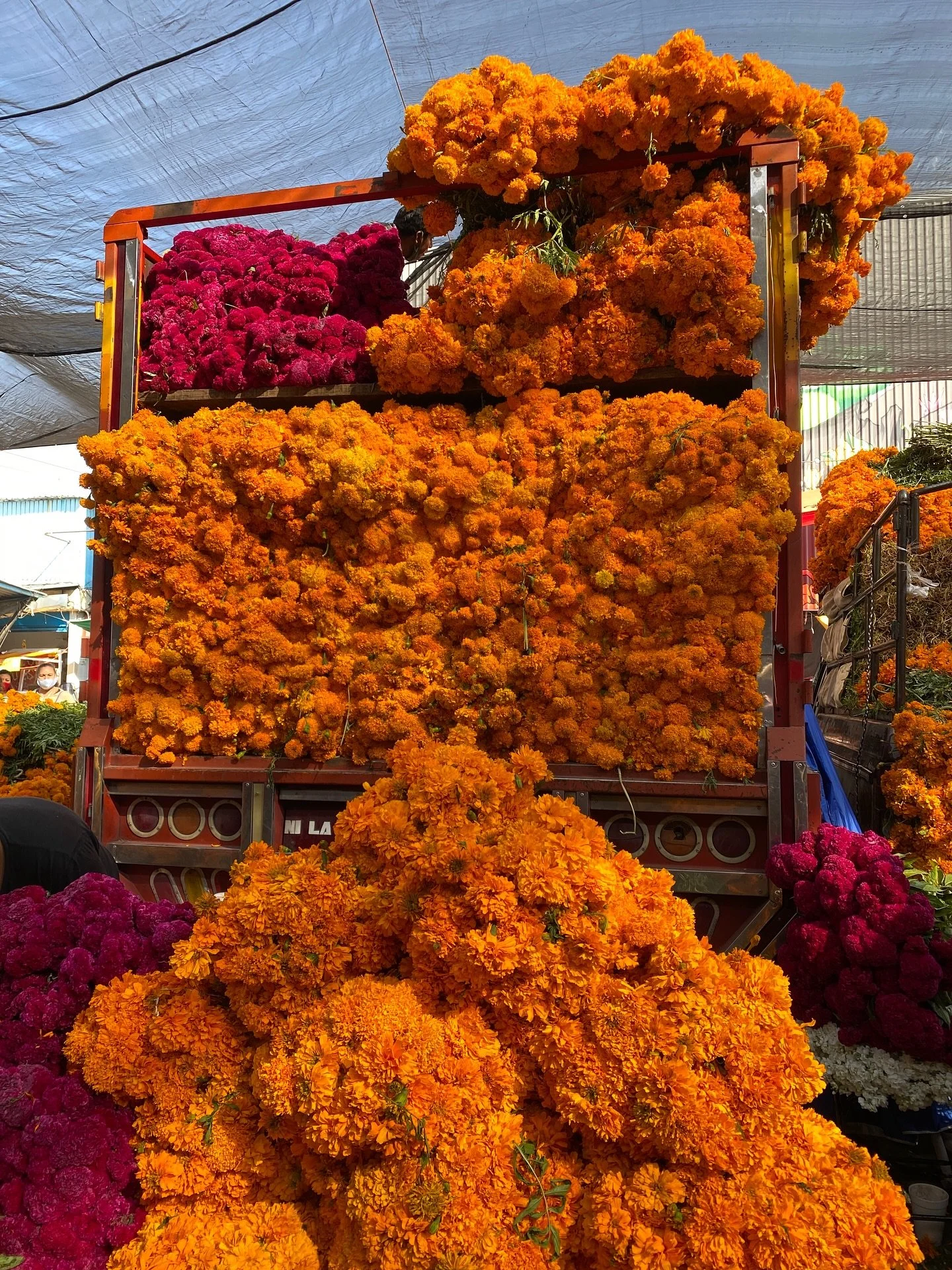 💀🌼 Everywhere you look in Mexico this week, you’ll find flowers. They fill plazas, markets, and cemeteries, turning the country into a sea of color and scent.
The most important is cempasúchil, the Mexican marigold (Tagetes erecta). I