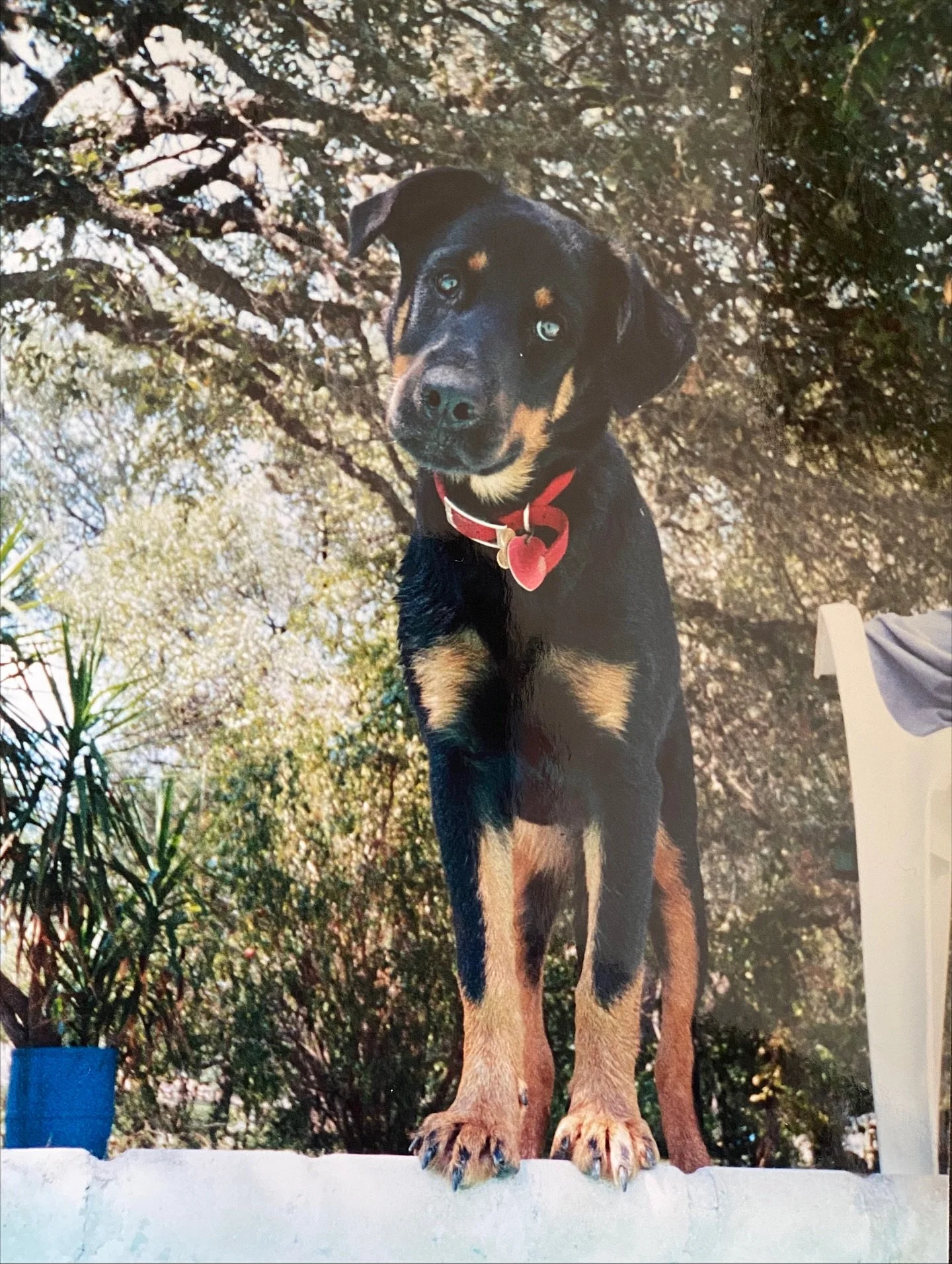 Today is known as el día de las almas de las mascotas, the Day of the Dead for pets. 🐶💖
It’s a newer observance, but one that to me, is equally as important. Our animals are family too. They shared our kitchens, our food, our routines