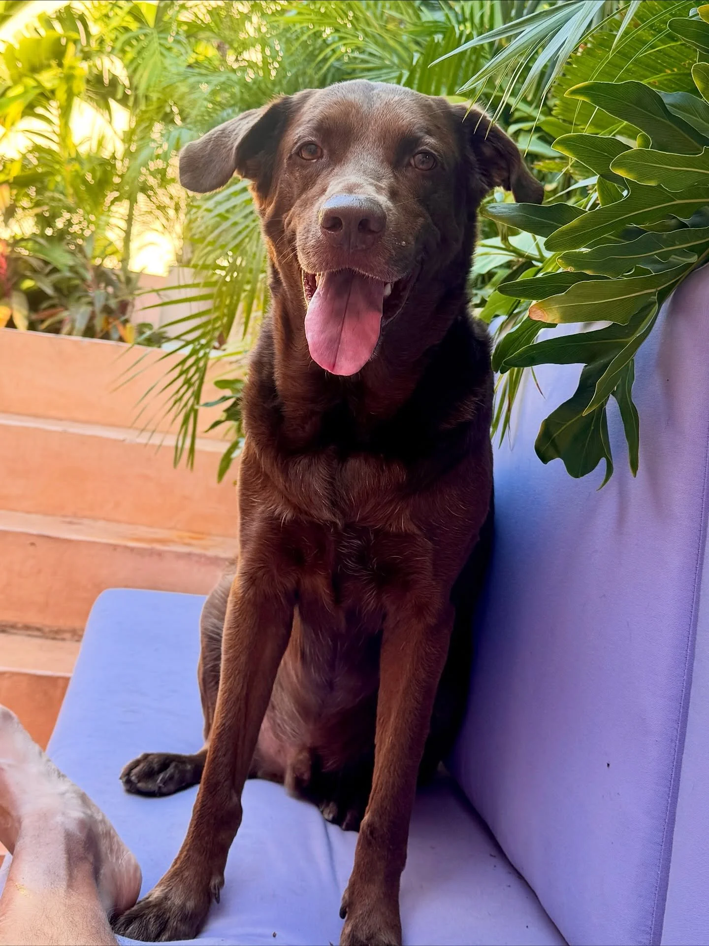 It&rsquo;s time for a Choco appreciation post. 

I ❤️ CHOCO!!!!