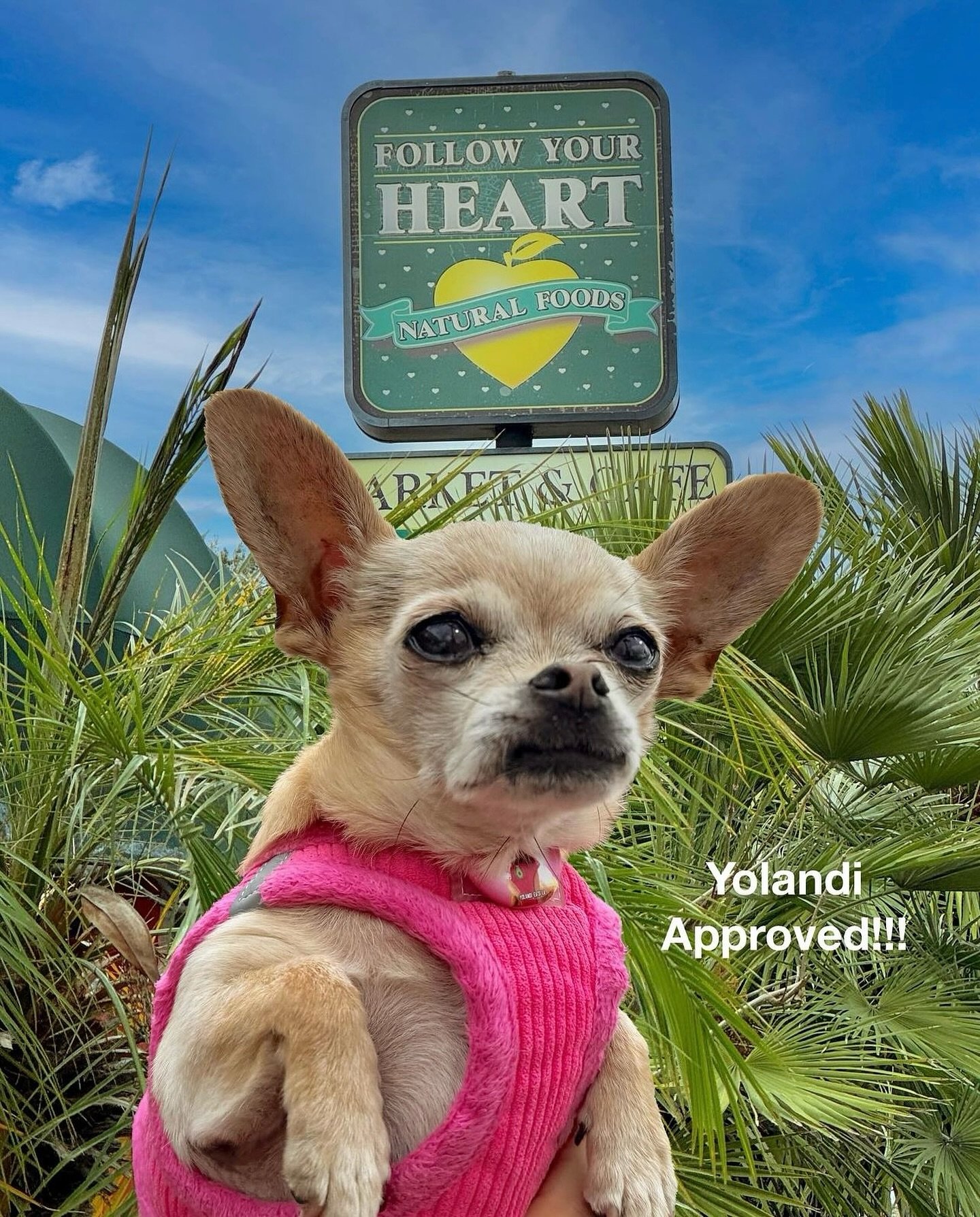 We&rsquo;ve got the paw of approval from Yolandi! 😍🙌💖🐾 

📸 by @yolandi_eats_la 

#FYHmarketcafe #yolandi #yolandiapproved #celebritydog