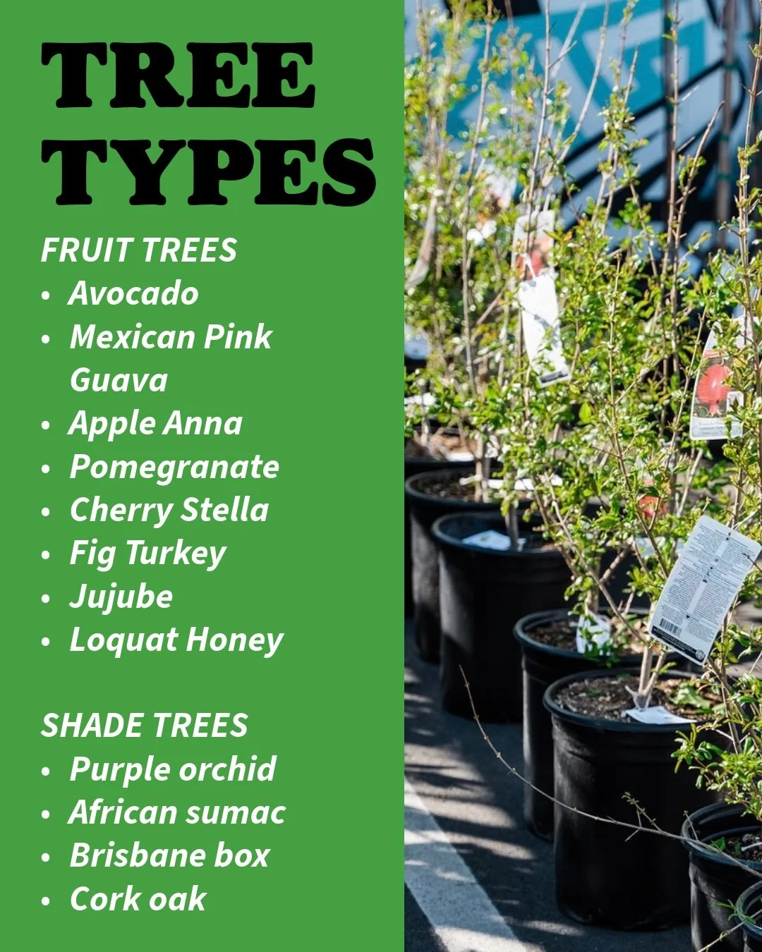 Here is a list of the types of trees we will be giving away during our Earth Month Event next week, April 25th! 🌳 

We are also happy to announce that we&rsquo;ll be bringing out the espresso machine again ‼️ for some tasty espresso-based drinks to 