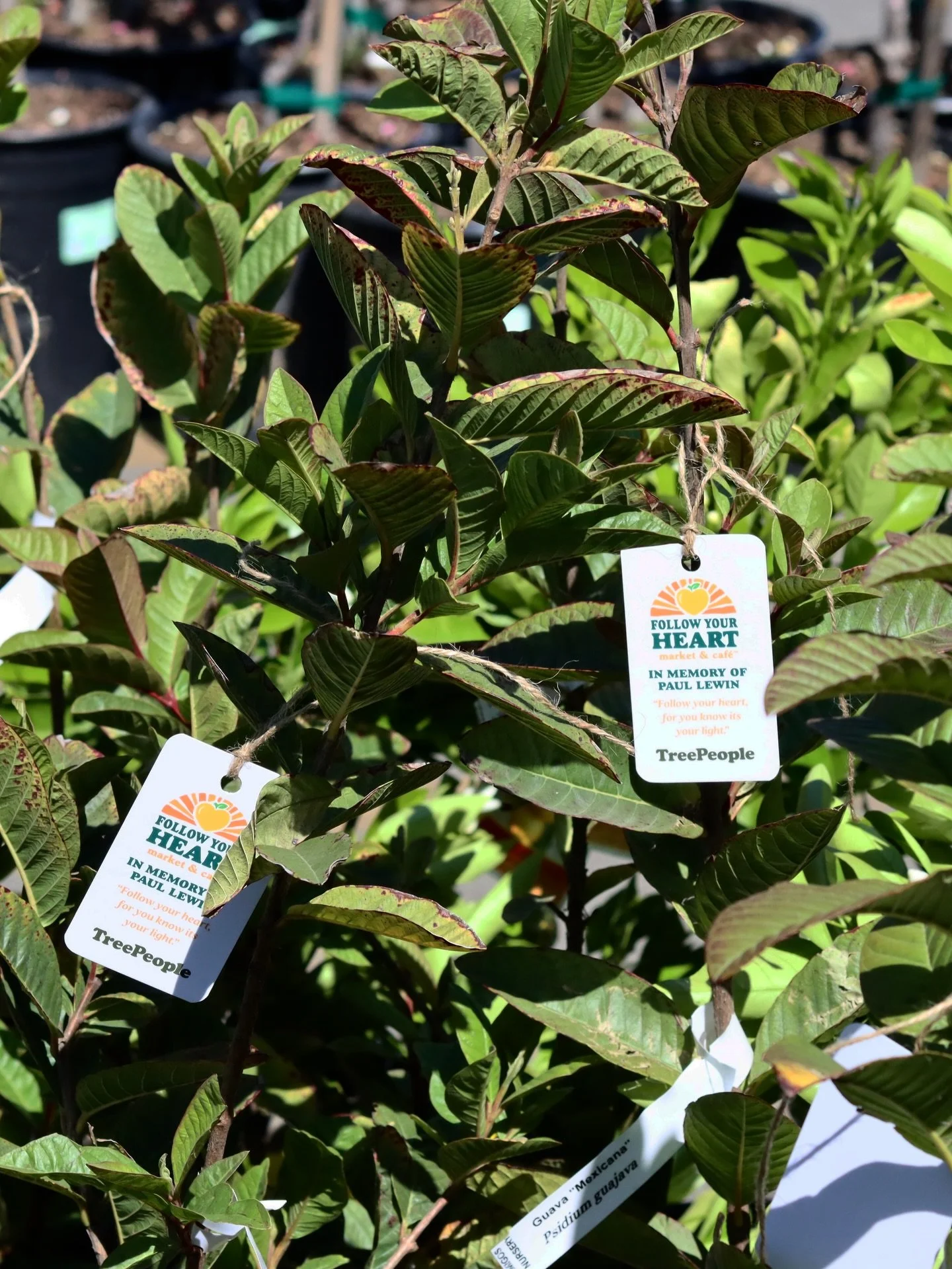 Thank you so much to all of you who came out for our annual Earth Month celebration yesterday! 🌎🍃What a beautiful, love filled day in honor of Paul 💛 

We&rsquo;re happy to say all 300 trees found new homes - that&rsquo;s 1100 trees over the past 