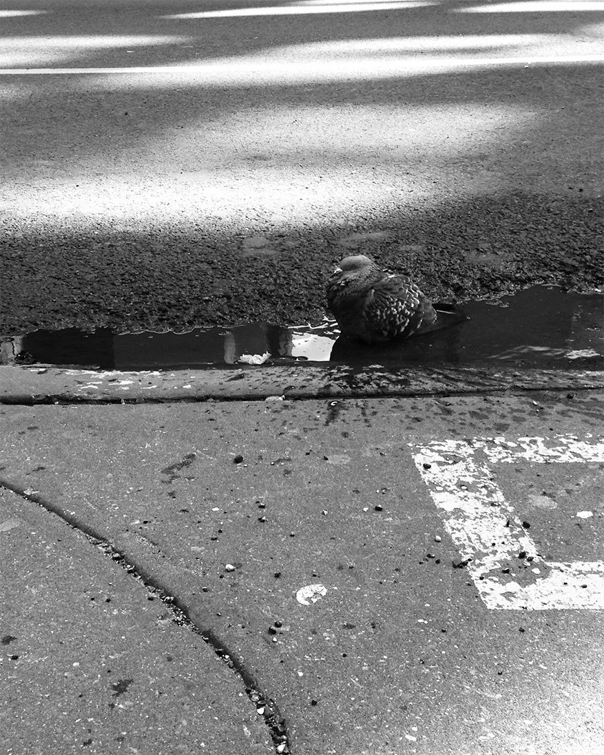 2014_AndreaDiasBreitman_StreetPhotography_Chelsea_PigeonBath_BW_Web.jpg