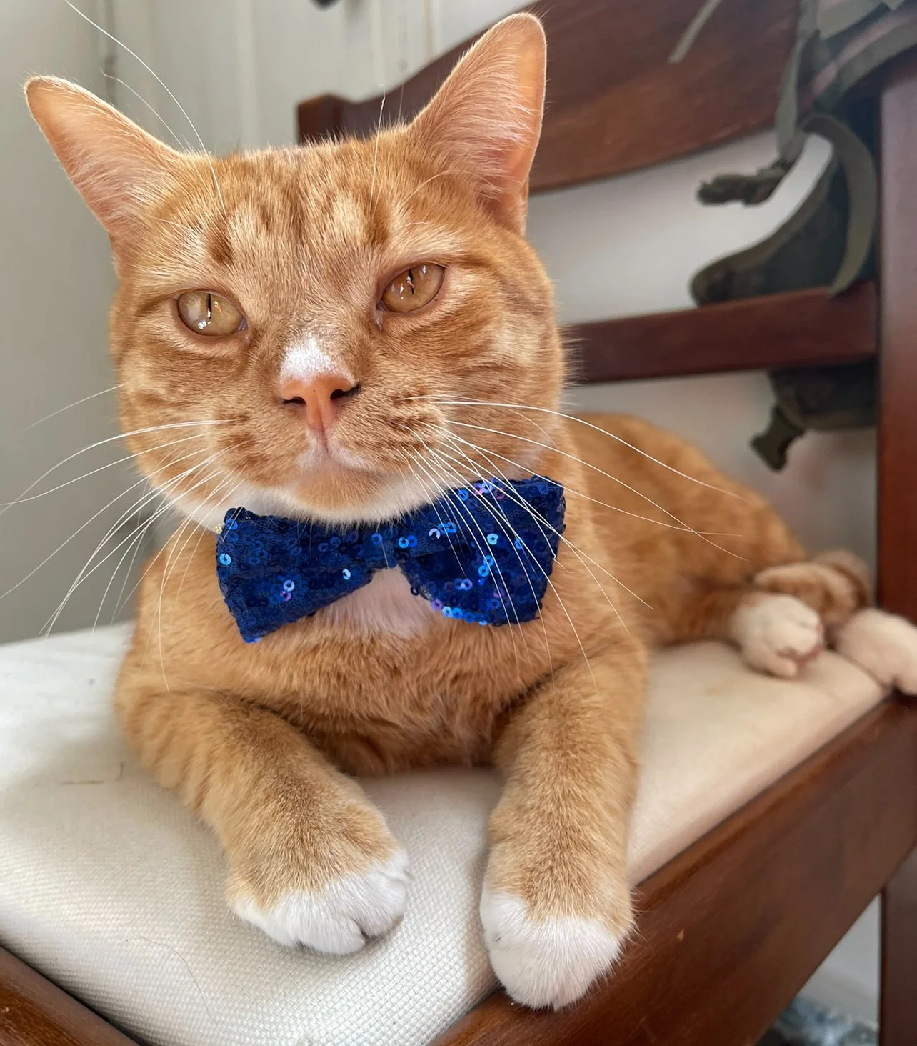 Young brown and white puppy with a black and white face sitting on a teal plastic chair in a sunny garden with green grass and plants.