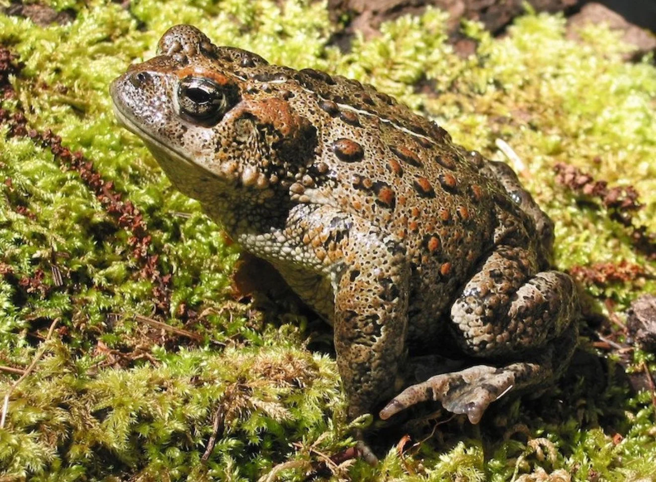Close-up of a brown toad on a piece of wood with a brick fireplace in the background.