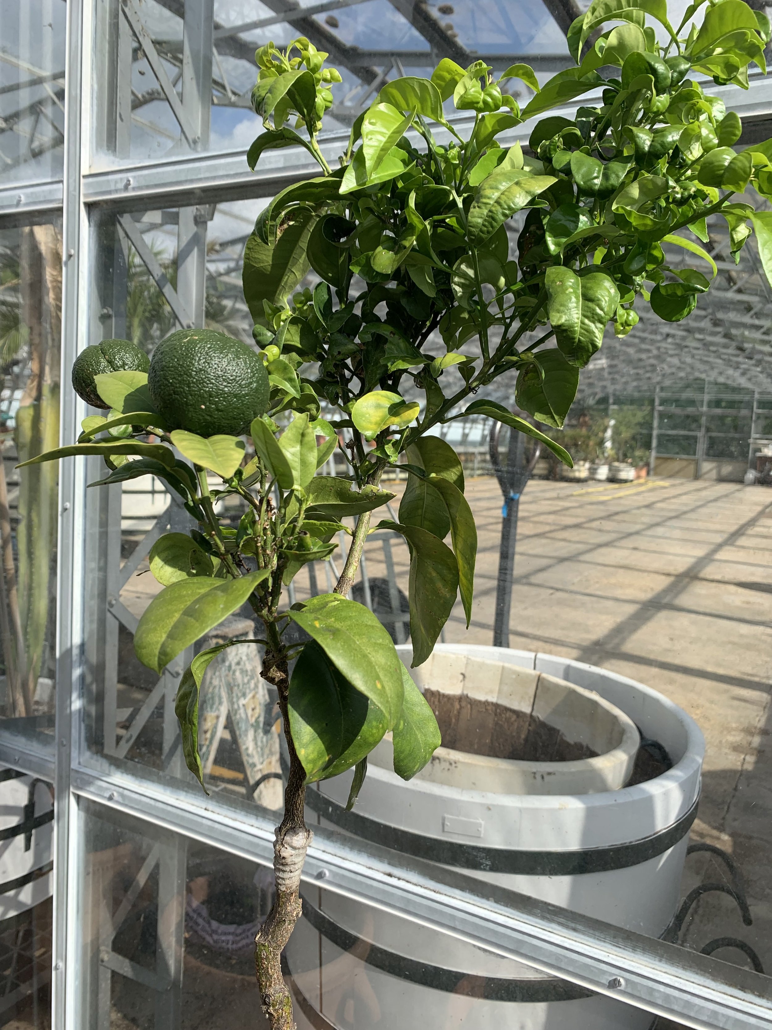 Martin's grafted lime