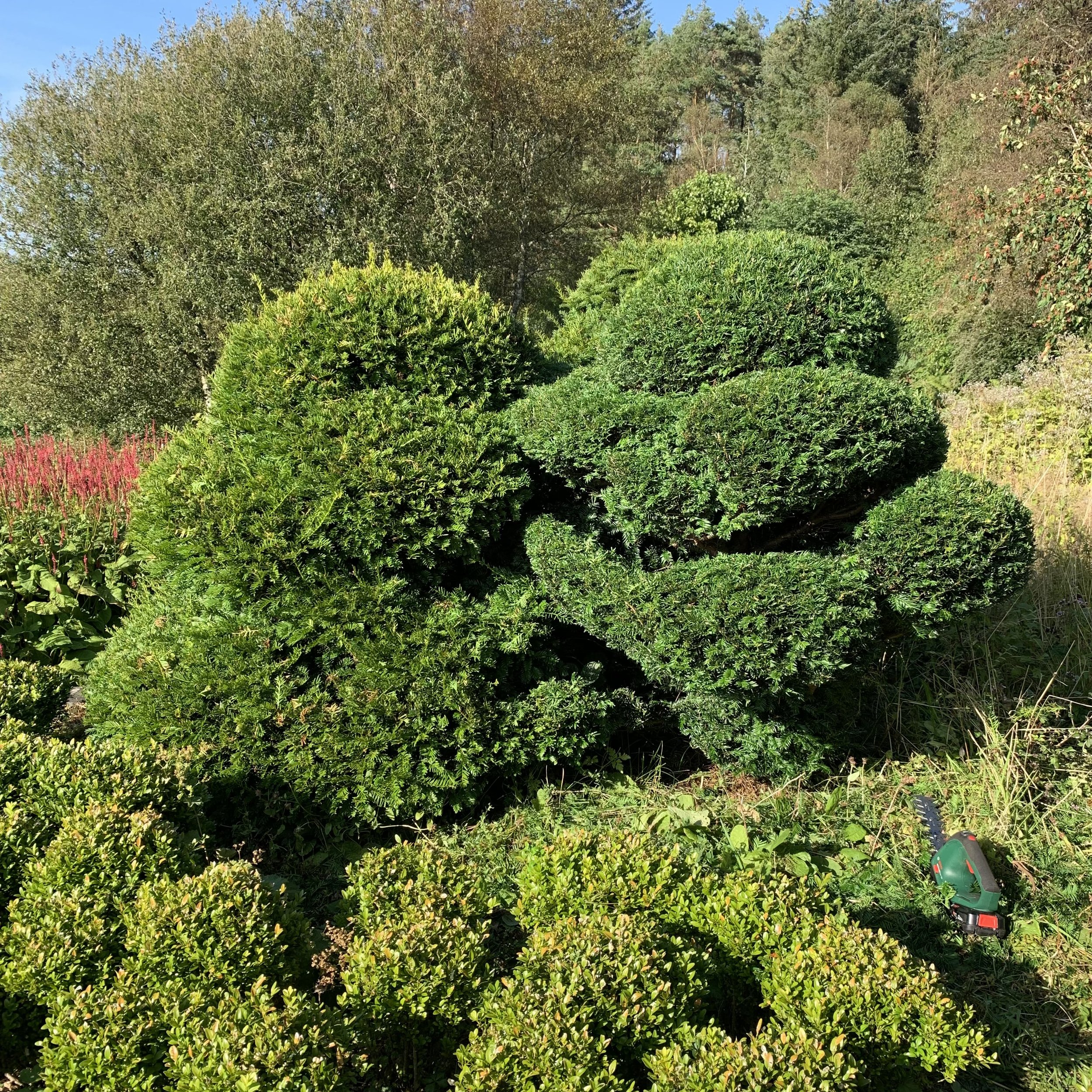 Before and after - cloud pruning
