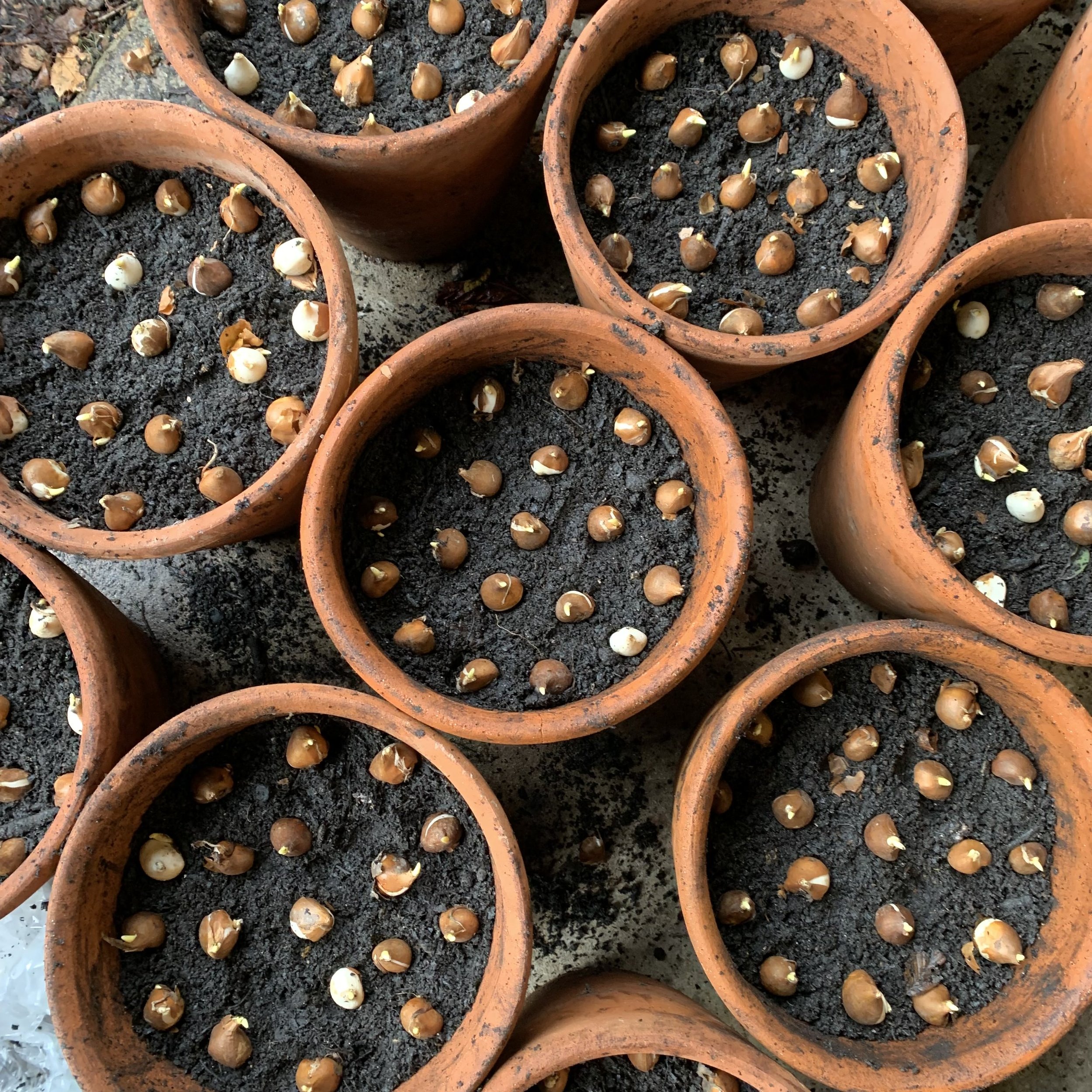 Bulb planting in October