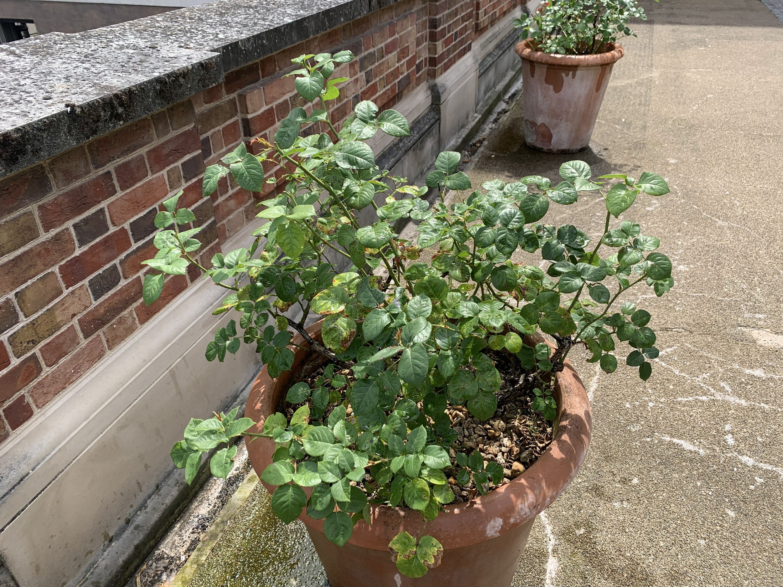 Rose - before