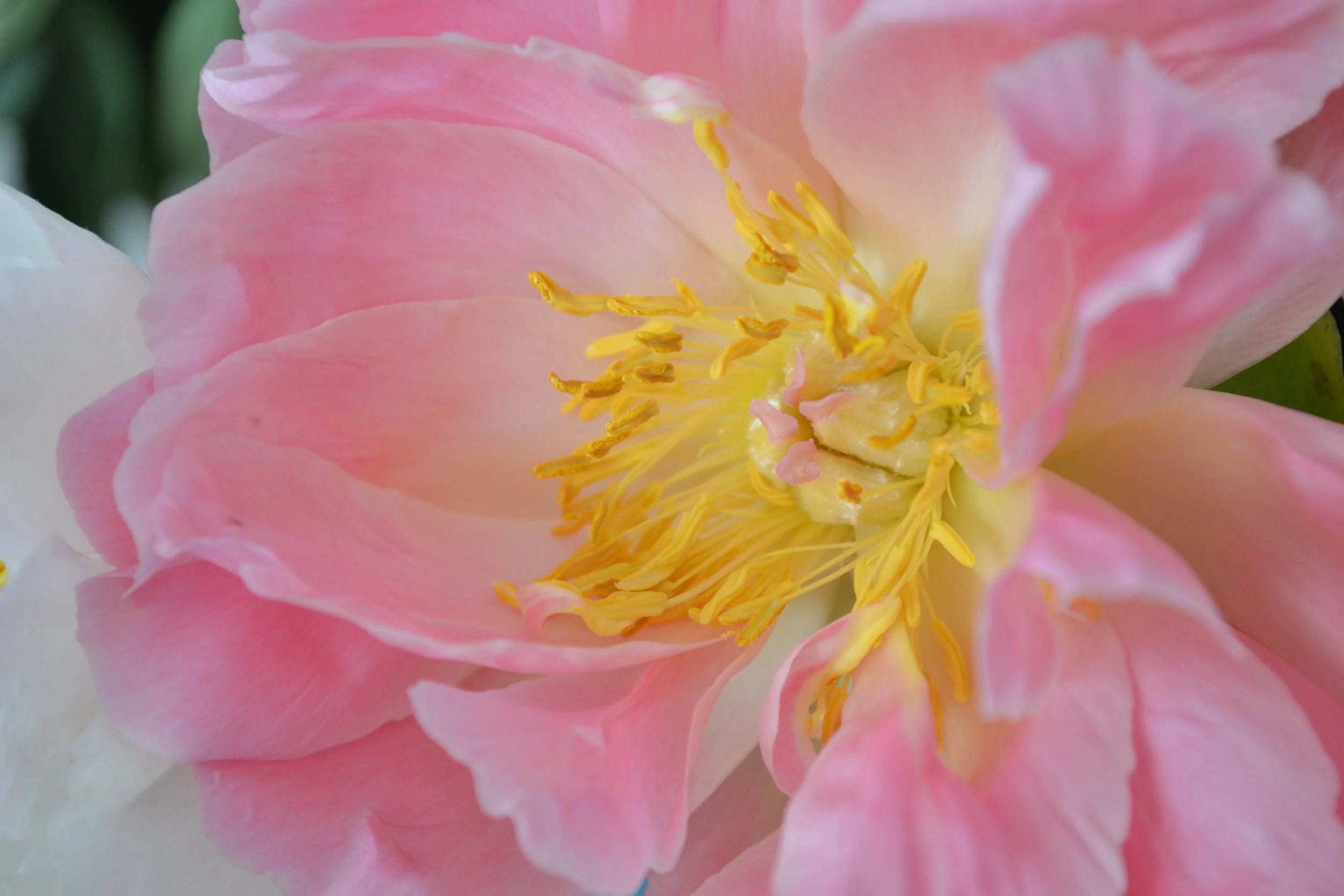 DSC_0077.JPG