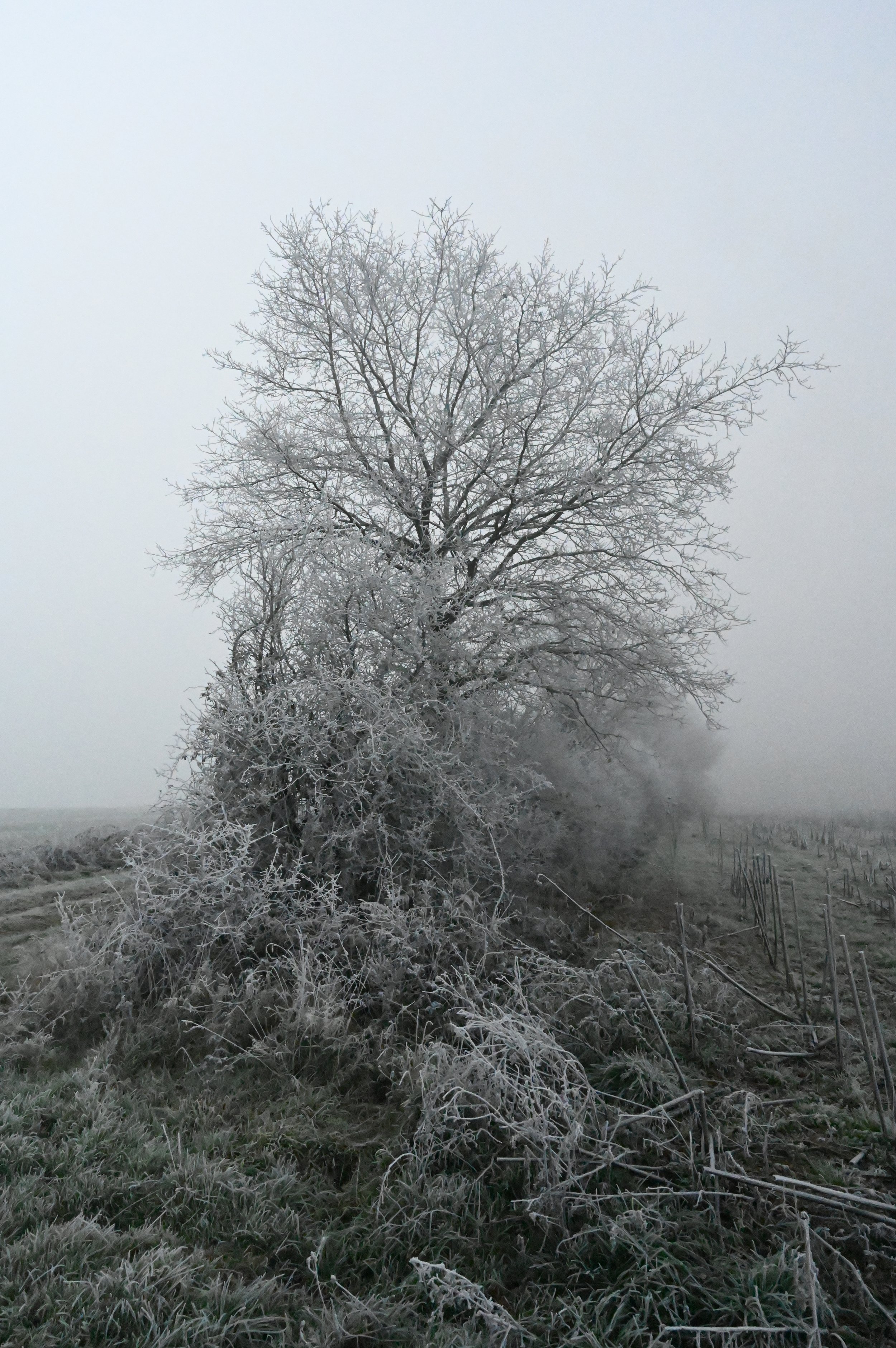 DSC_0819.JPG