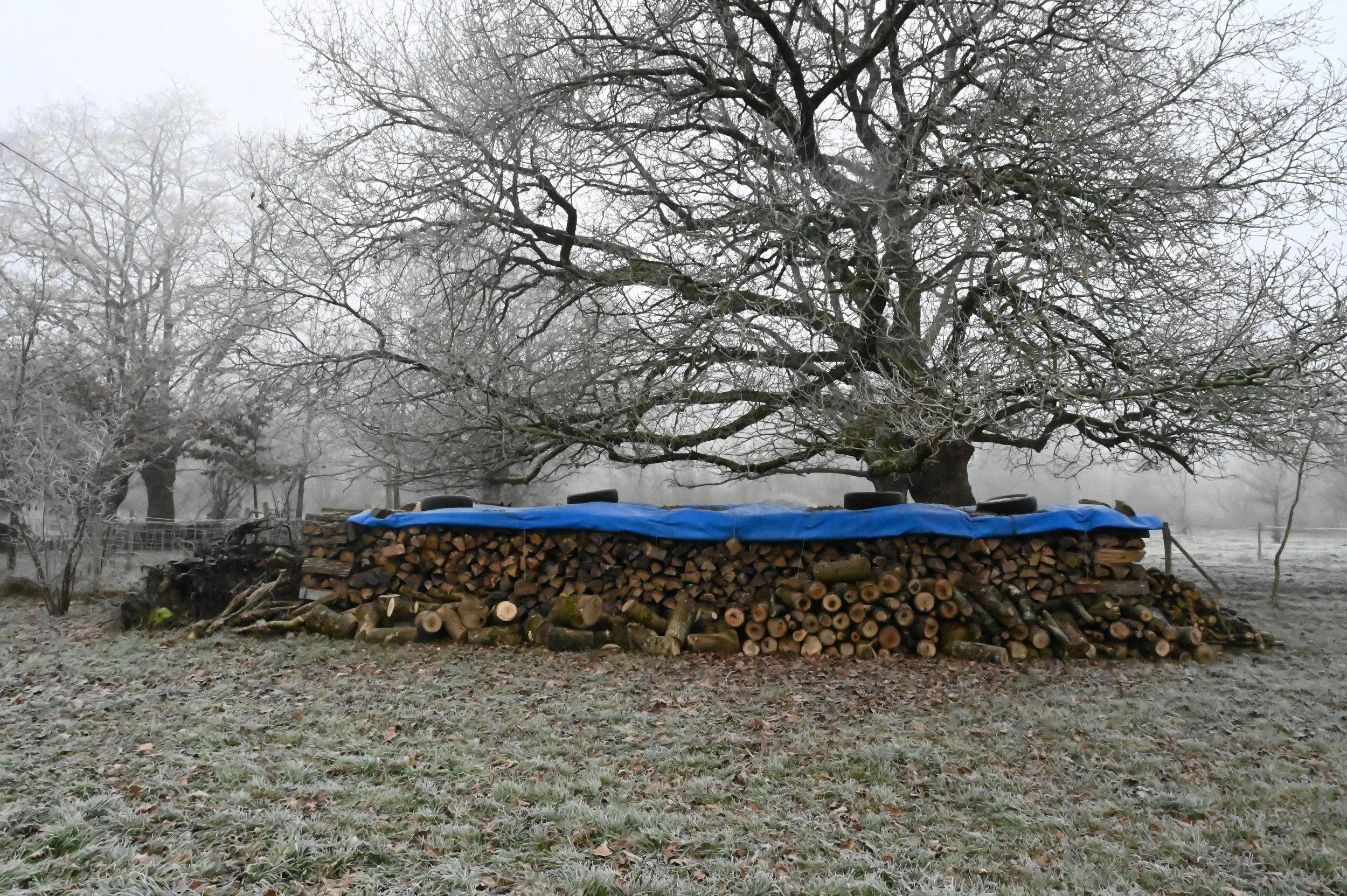DSC_0796.JPG
