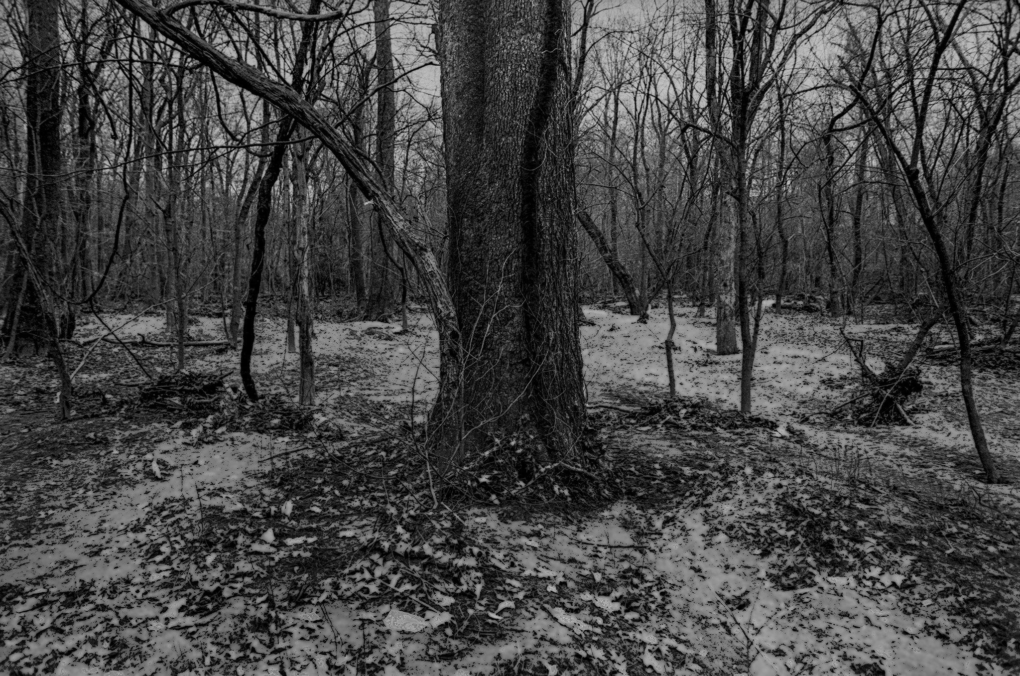Tree in the Flood Zone