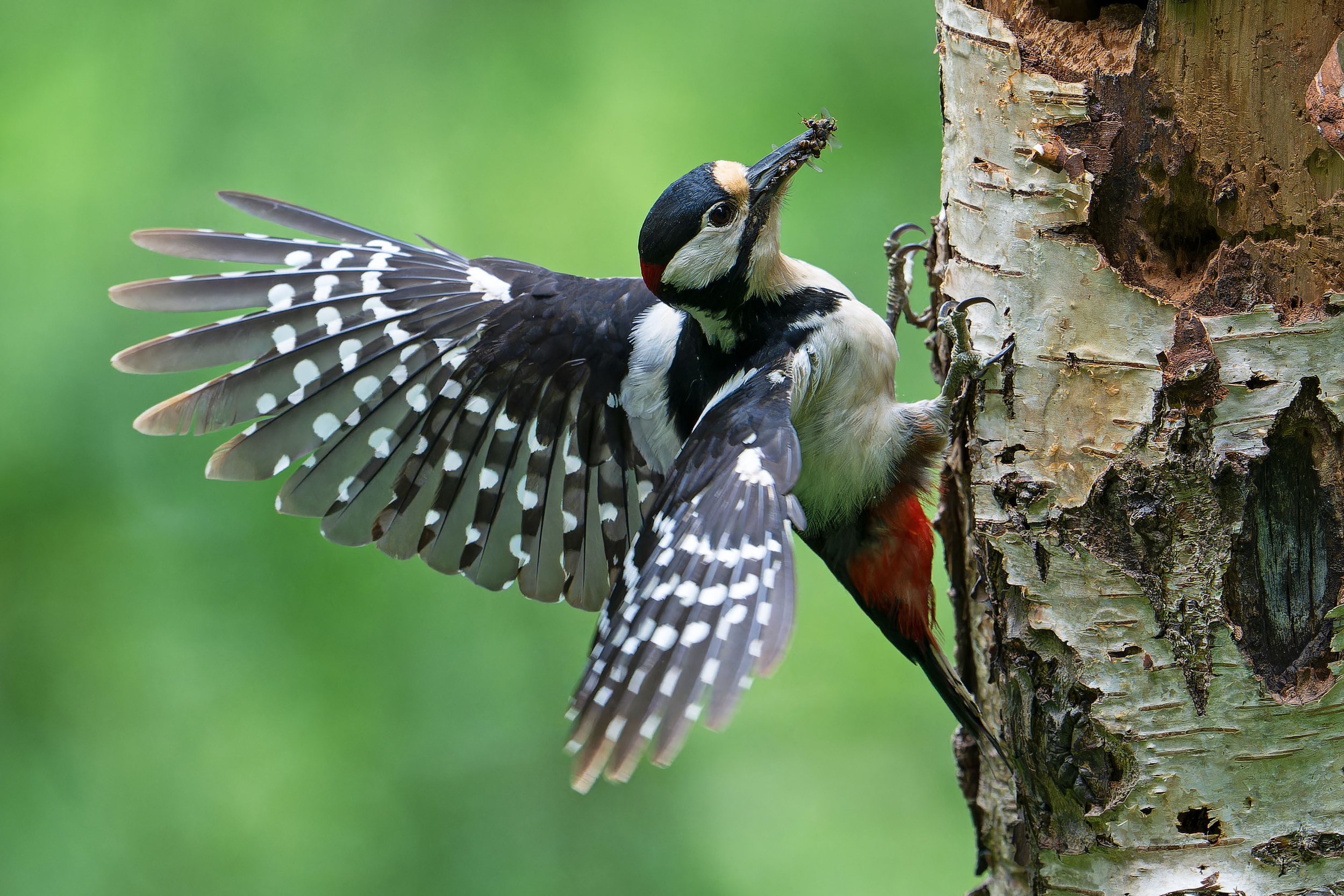 Greater Spotted Woodpecker