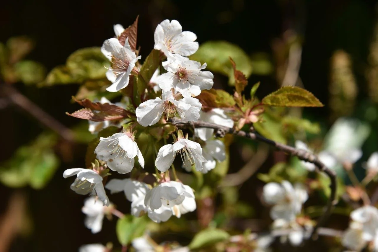 Leader of Council fails to deliver promises on community access