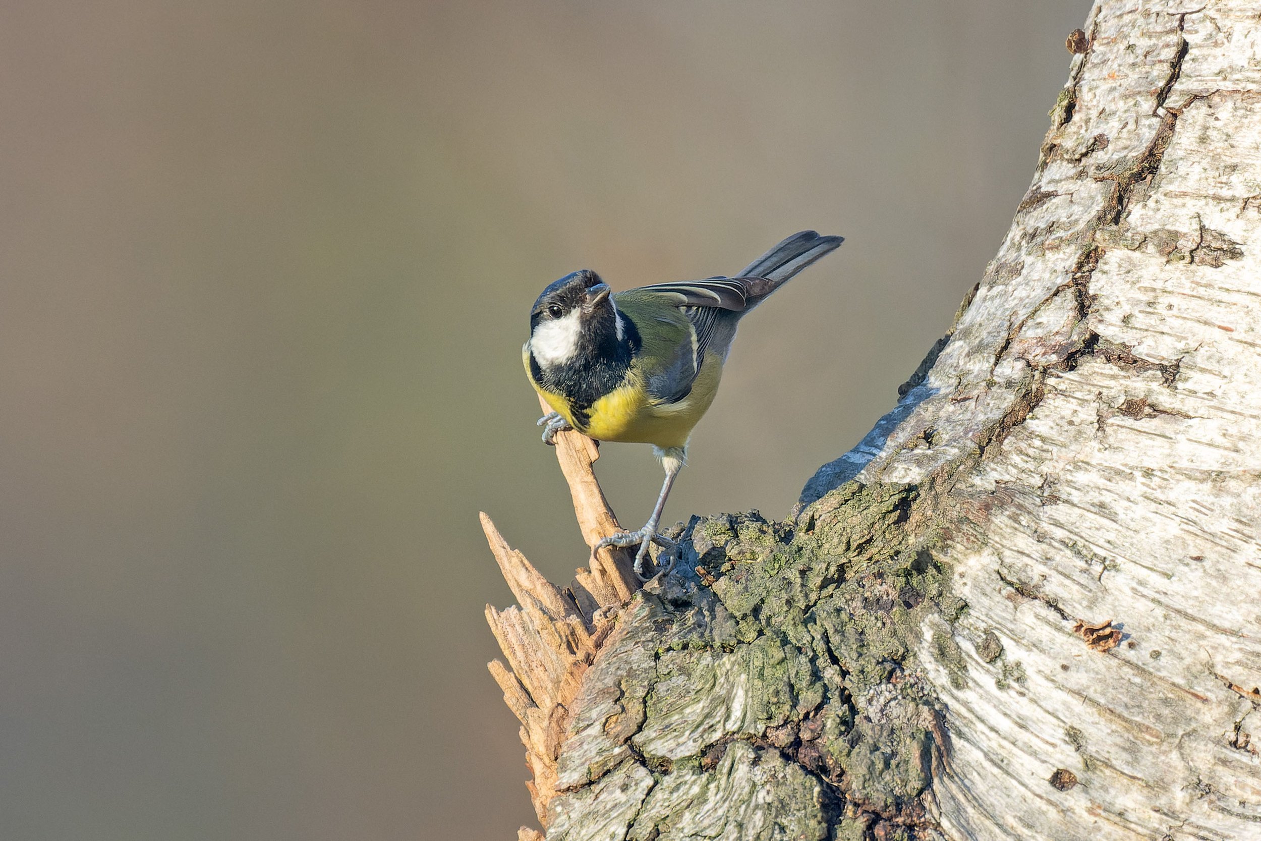 Great Tit