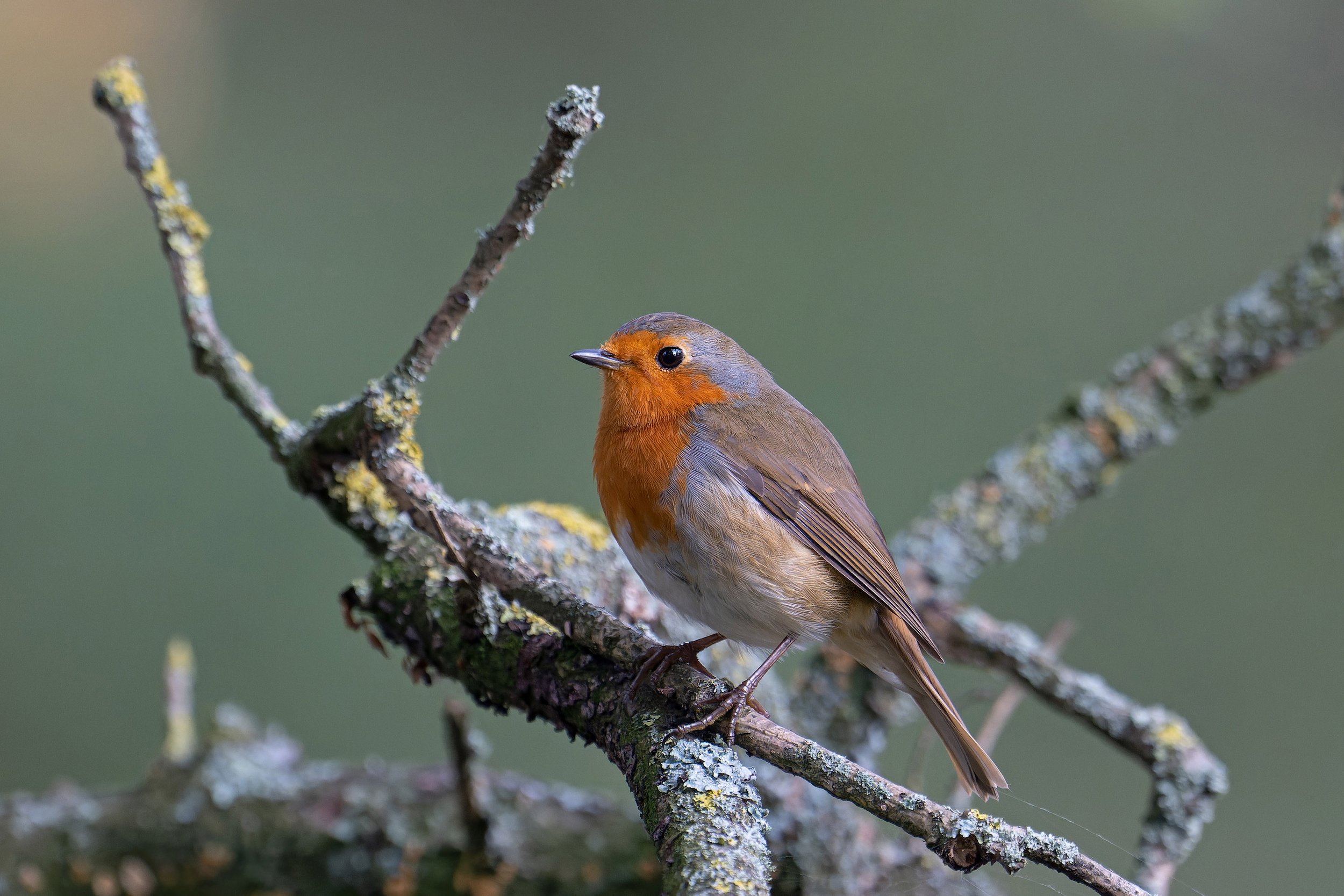 Robin