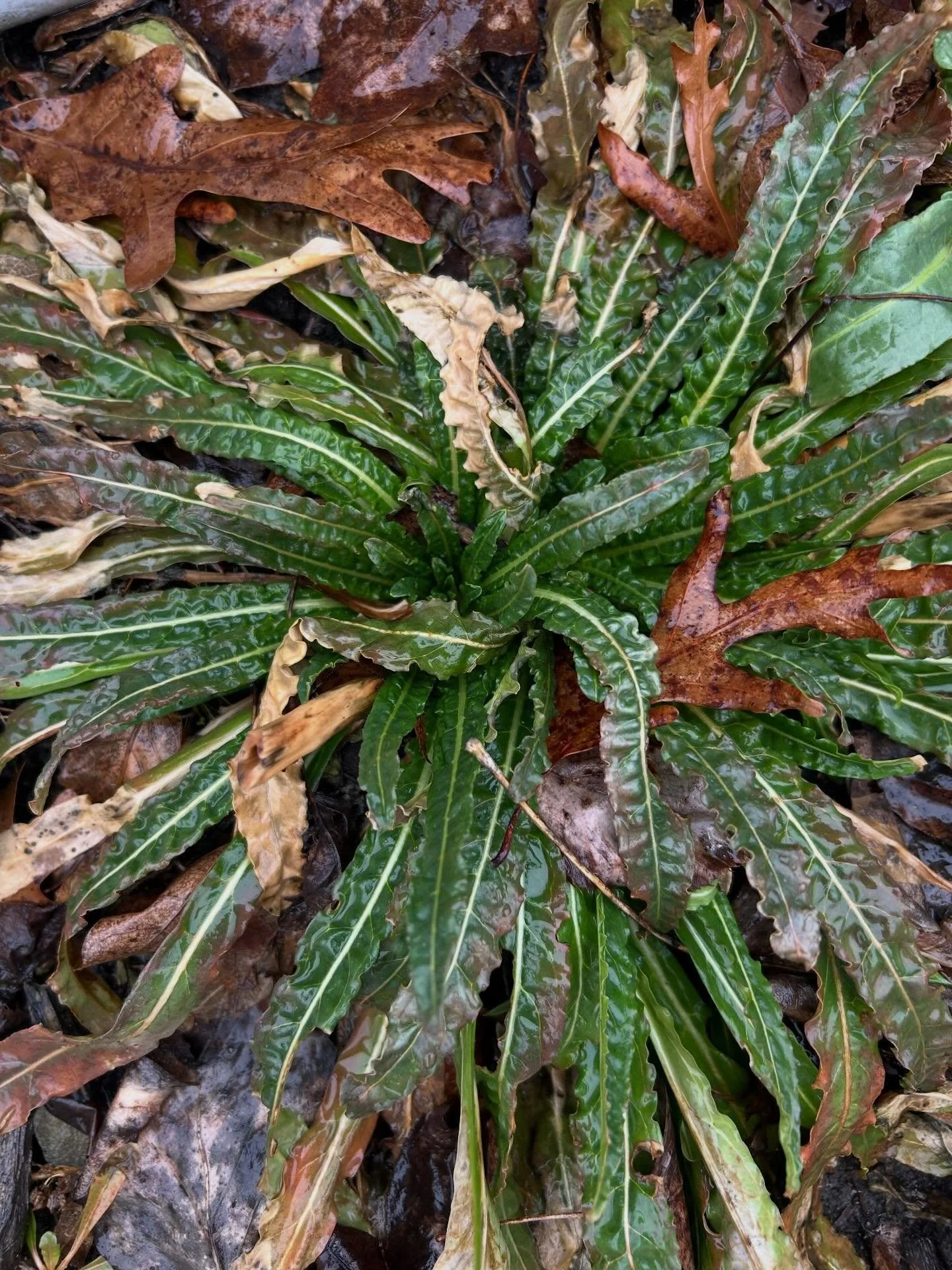 A little March update in the natural dye garden 🌱&hellip;

We may be swinging crazily between temps in the 70s and the teens here in Central Indiana, but the hardy workhorse plants in the natural dye garden don&rsquo;t seem to mind a bit. 

Our weld