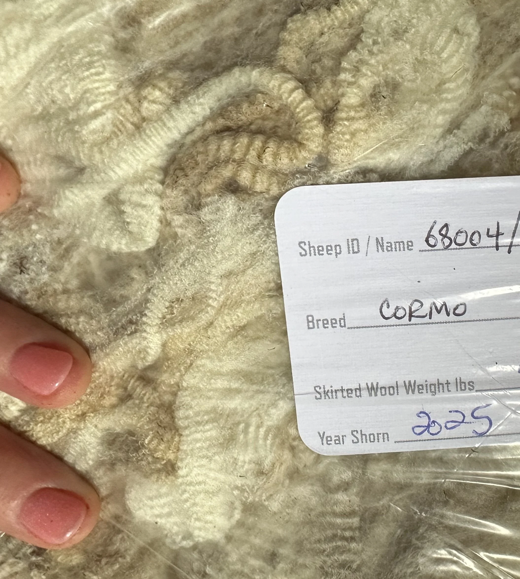 Westfield Woolies Cormo (look at that crimp!)