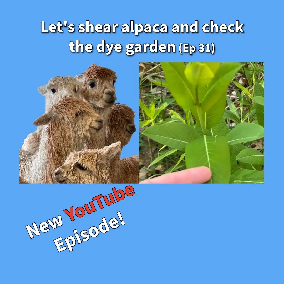 Our most recent monthly studio show is up on YouTube!

Ever wonder how they get all that beautiful fiber off the alpaca? Beth and family @heritagefarmevents recently had shearing day and you can see some excerpts.

Linda takes us on a tour of her mad