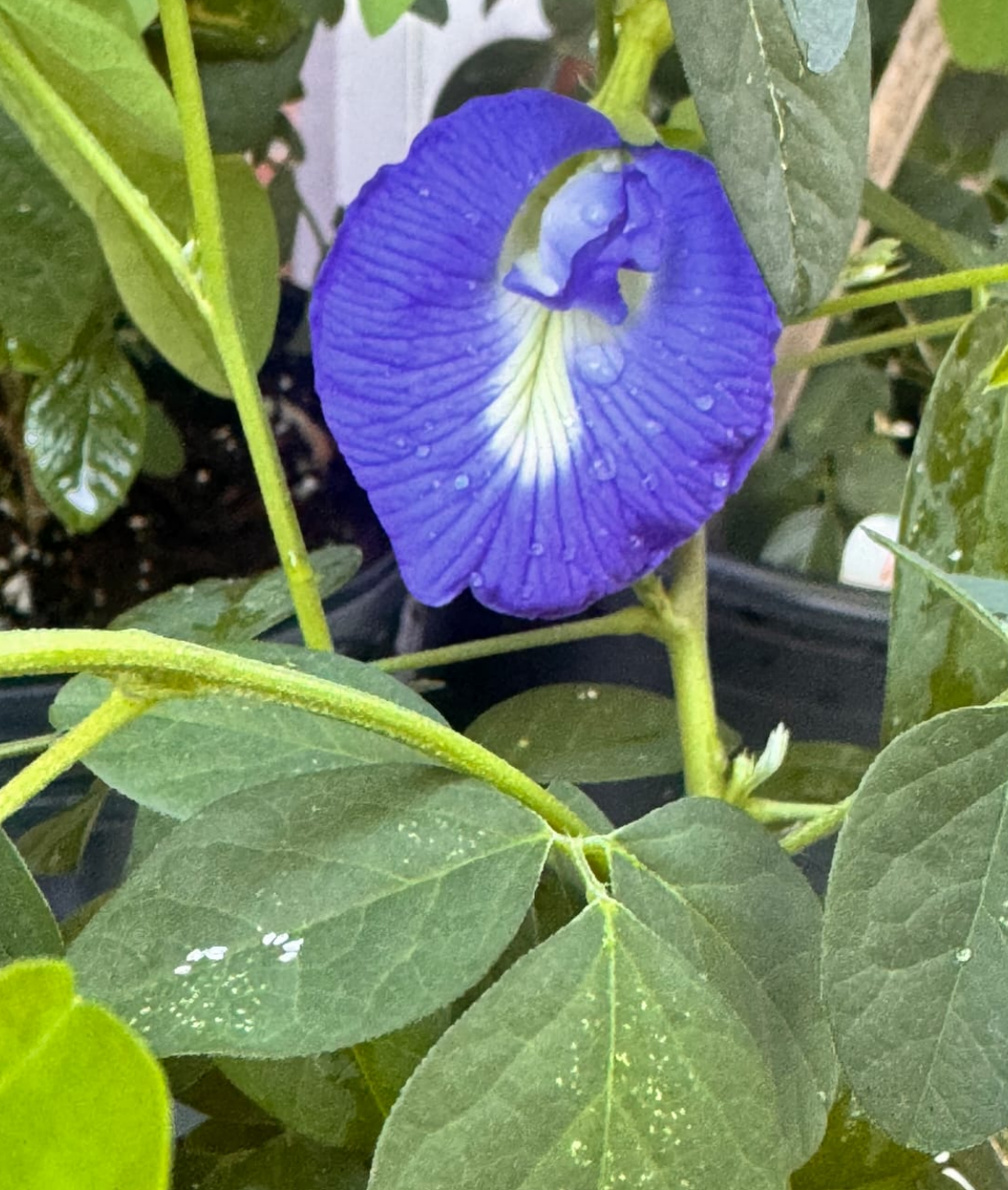Blue Single Petal Sangupoo/ Aparajita / Butterfly Pea