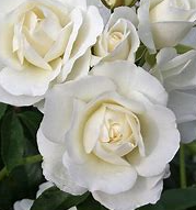 Screenshot 2026-03-28 202133.png