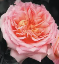 Screenshot 2026-03-28 211719.png