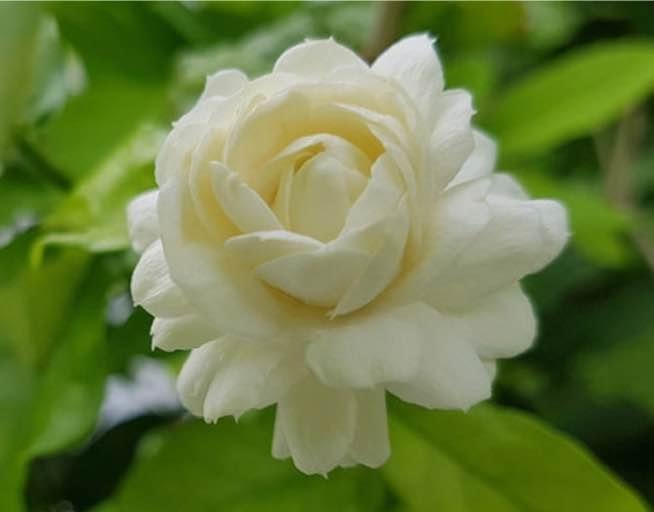 Jasmine - Grand Duke of Tuscany (Large 3 Gal)