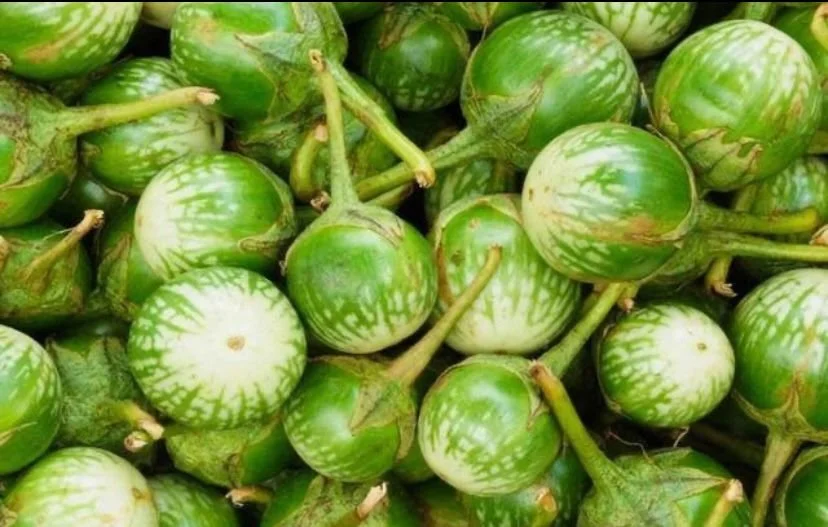 Nellore Eggplant Starter plant