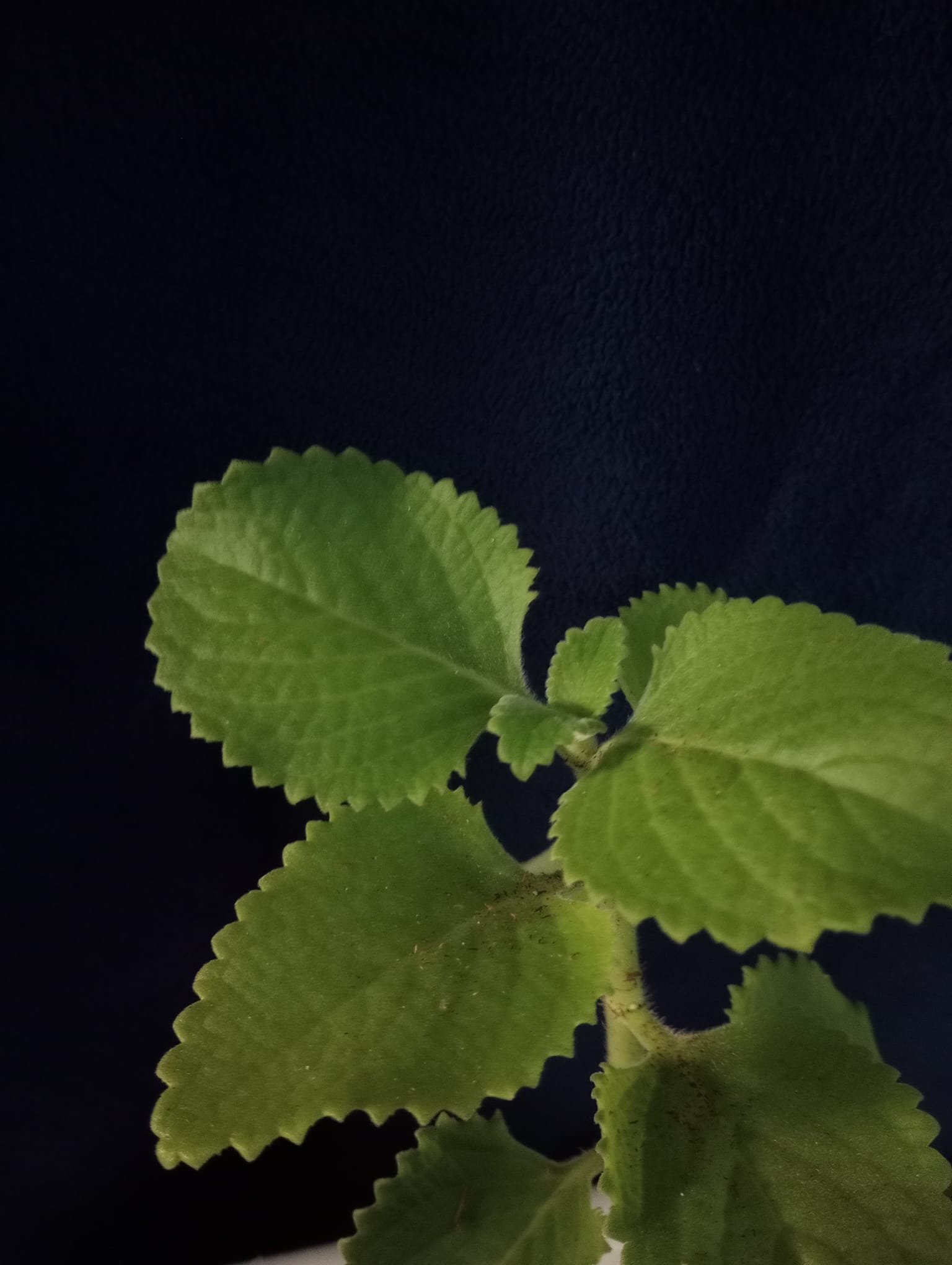 Ajwain (1).jpeg