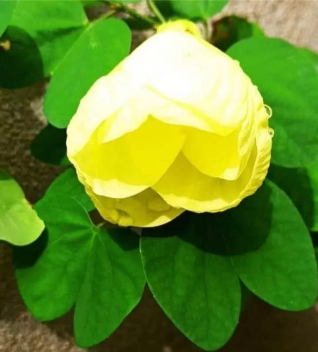 Mandarai flower (Plant)- Mixed Colors Bell orchid tree sapling/ adavimandaramu plant