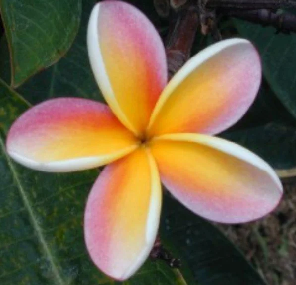 Plumeria - Lei Rainbow