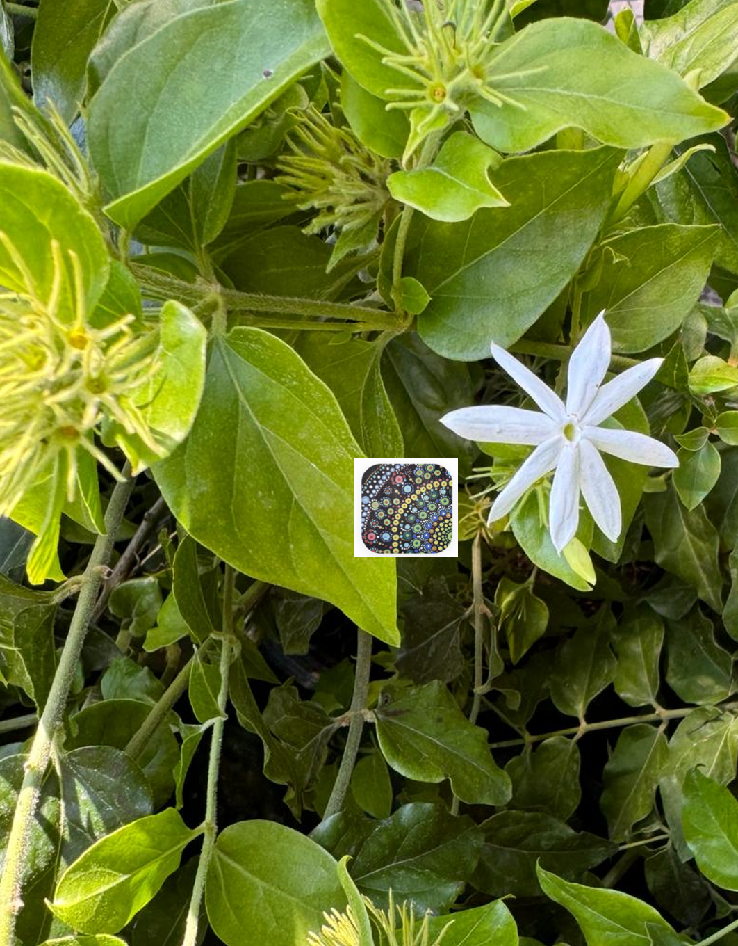 Jasmine - Kagada Malli plant - Large 3Gal