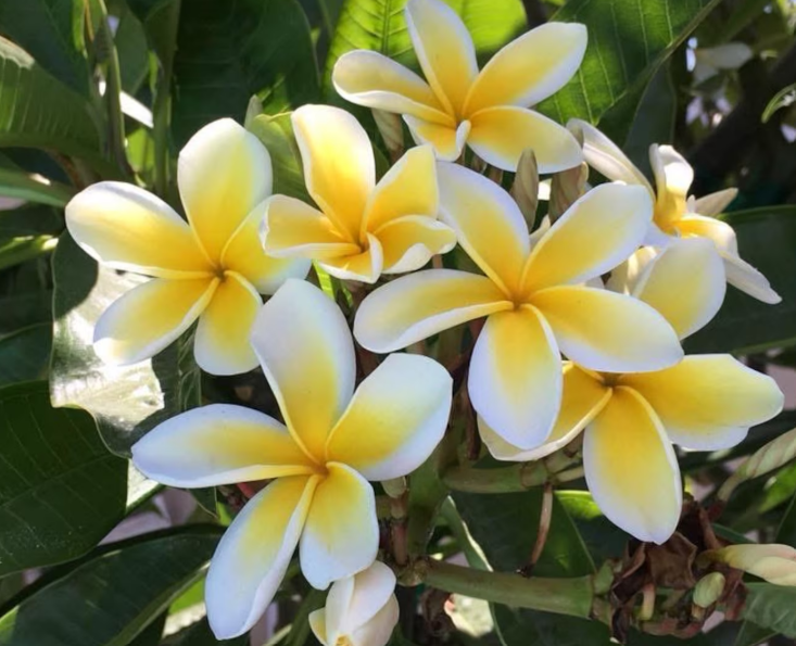 Plumeria - Celadine