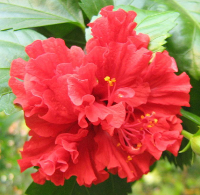 Hibiscus Carnation Red (3 Gal)