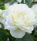 Screenshot 2026-03-28 202424.png