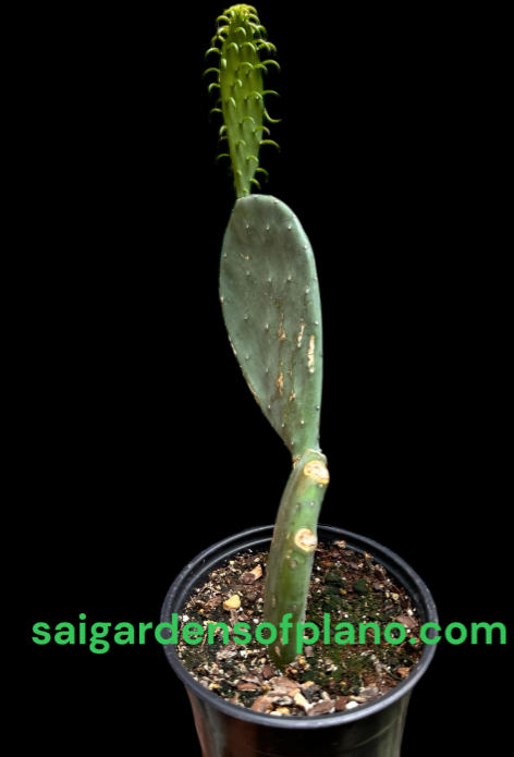Screenshot 2025-08-04 141908.png