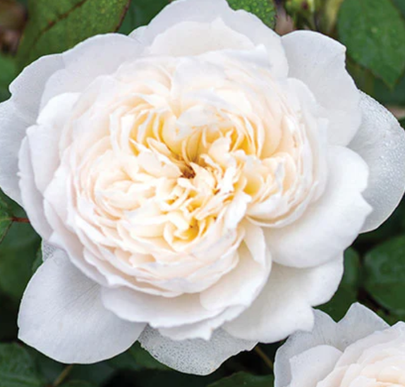 Screenshot 2026-03-28 211442.png