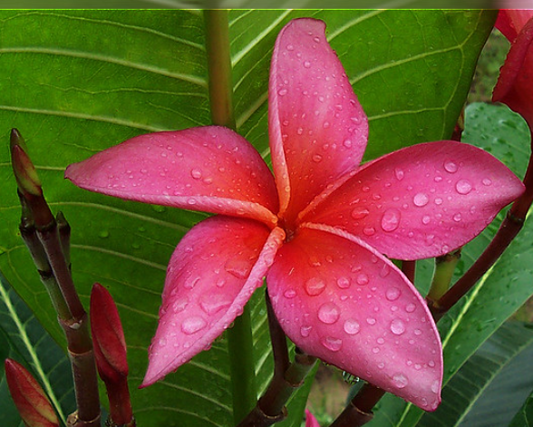 Plumeria - Dean Conklin