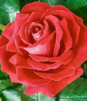 Screenshot 2026-03-28 211833.png