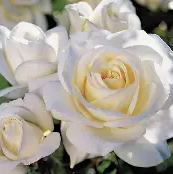 Screenshot 2026-03-28 202452.png