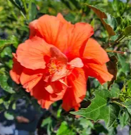 Hibiscus Double Peach (3 Gal)